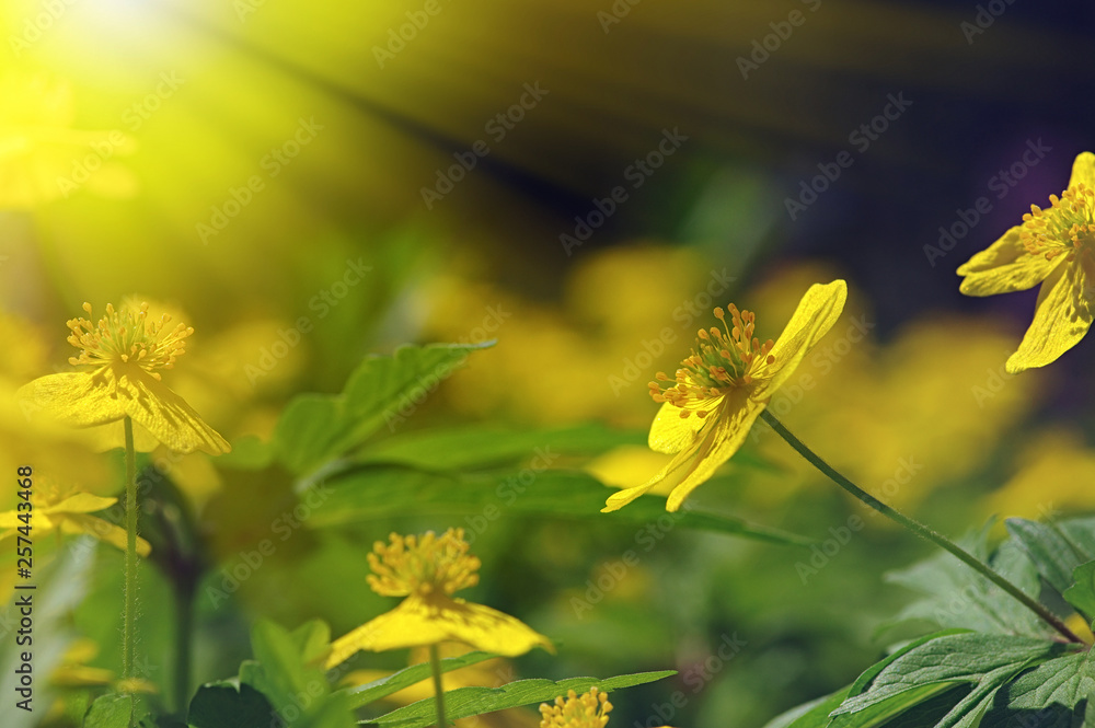 field of spring flowers