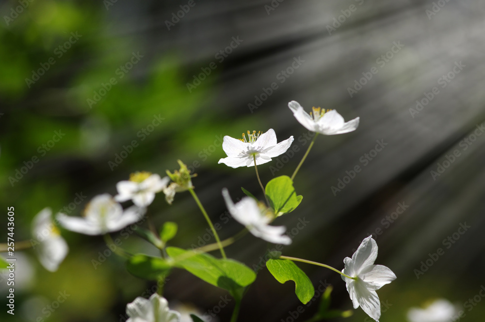 春花田