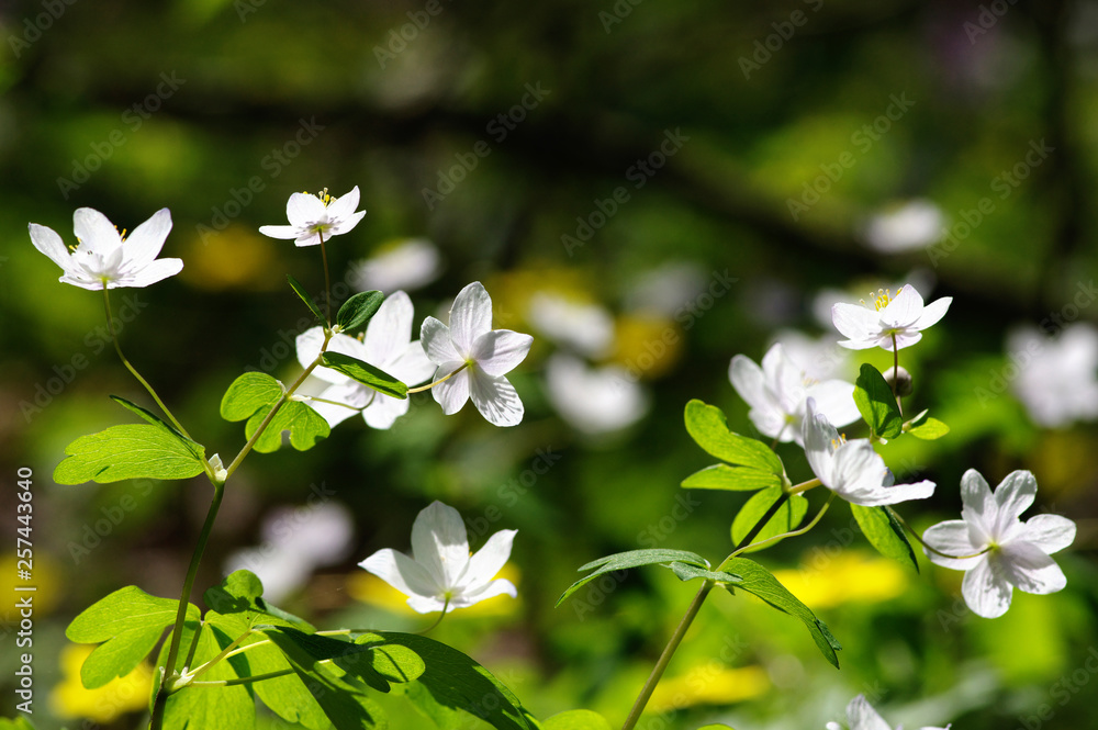 春花田