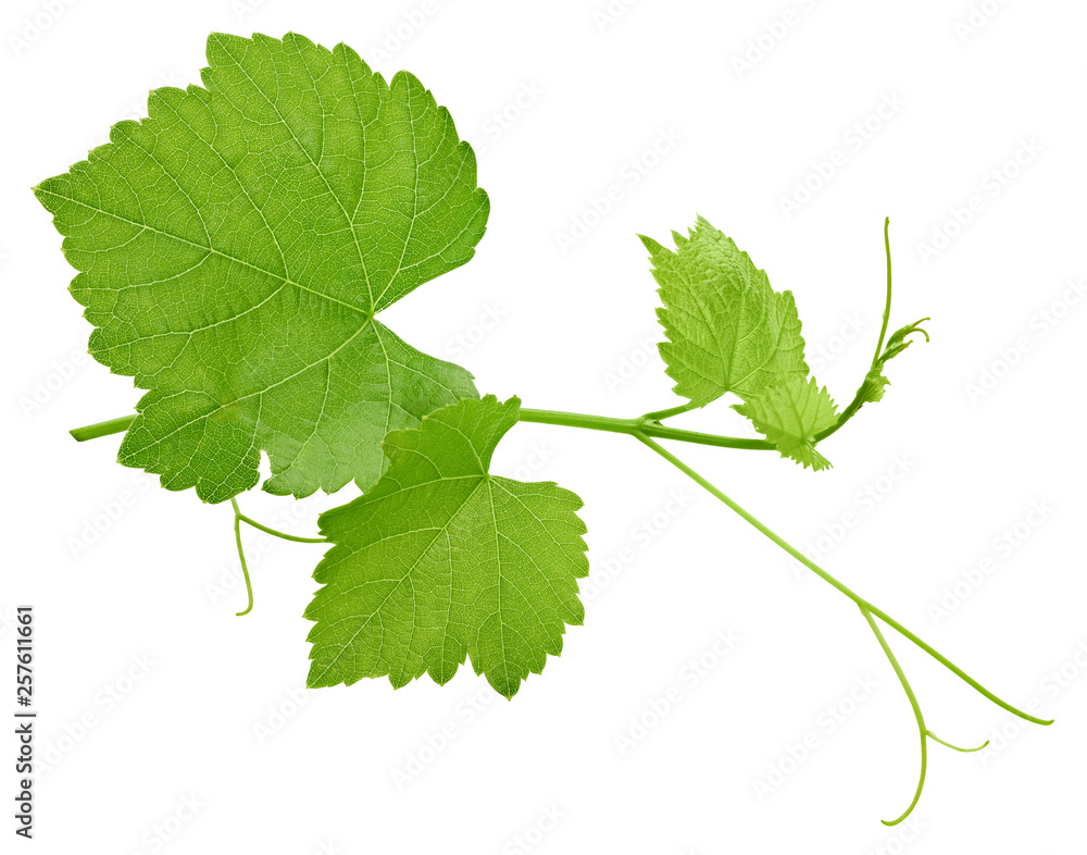 Grape leaf isolated on white