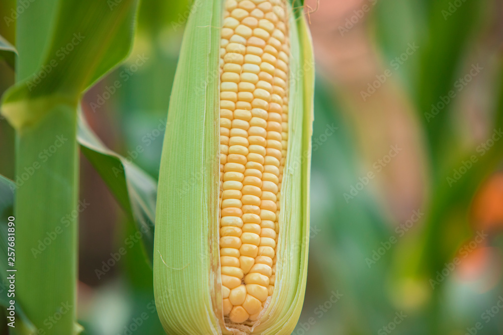  Fresh corn on corn,