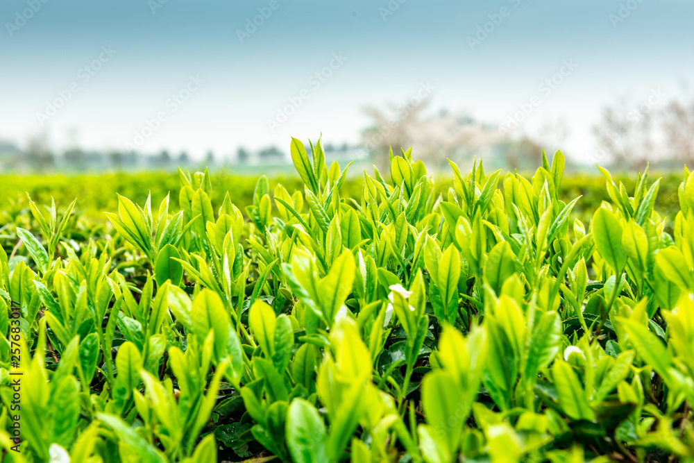 新鲜的茶叶芽和叶子。茶园。