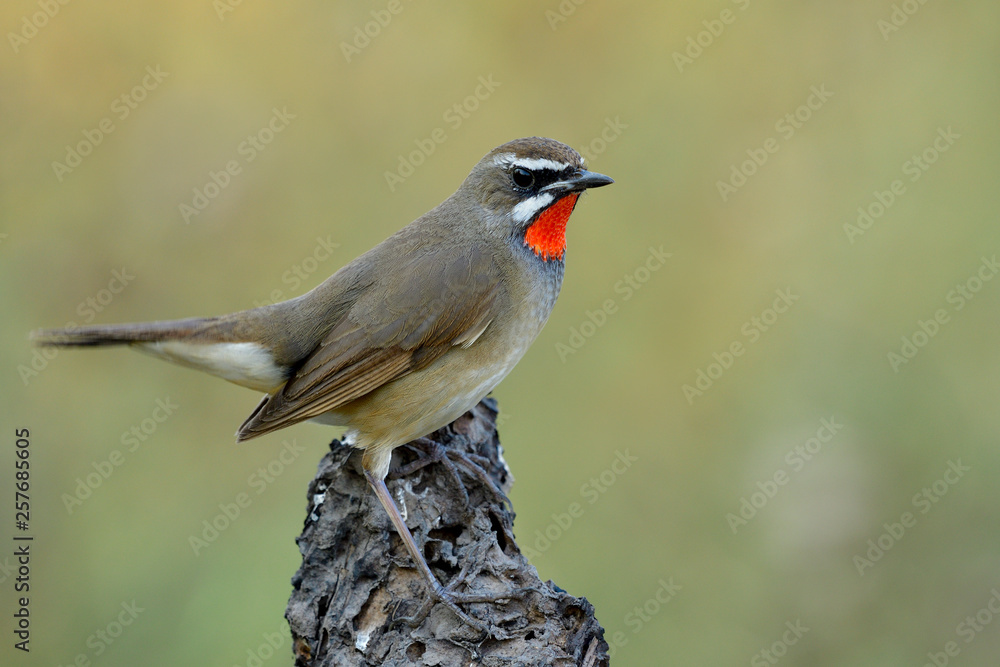 Close up of beautiful brown bird with bright red neck perching on dirt ground over green blur backgr