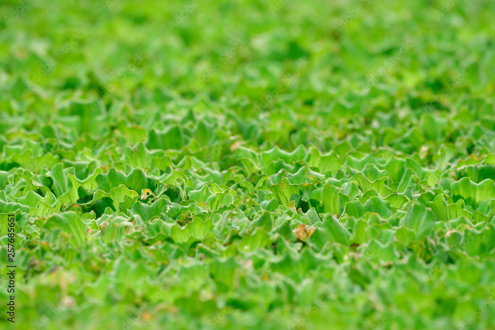 Floating Geen Water Lettuce in swamp gethering in fresh plantation background