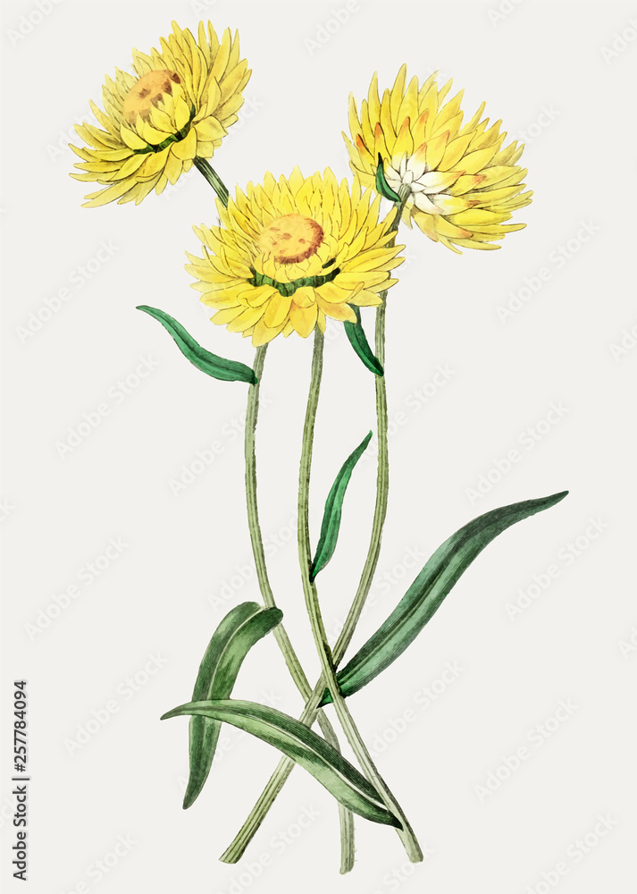 Yellow strawflower