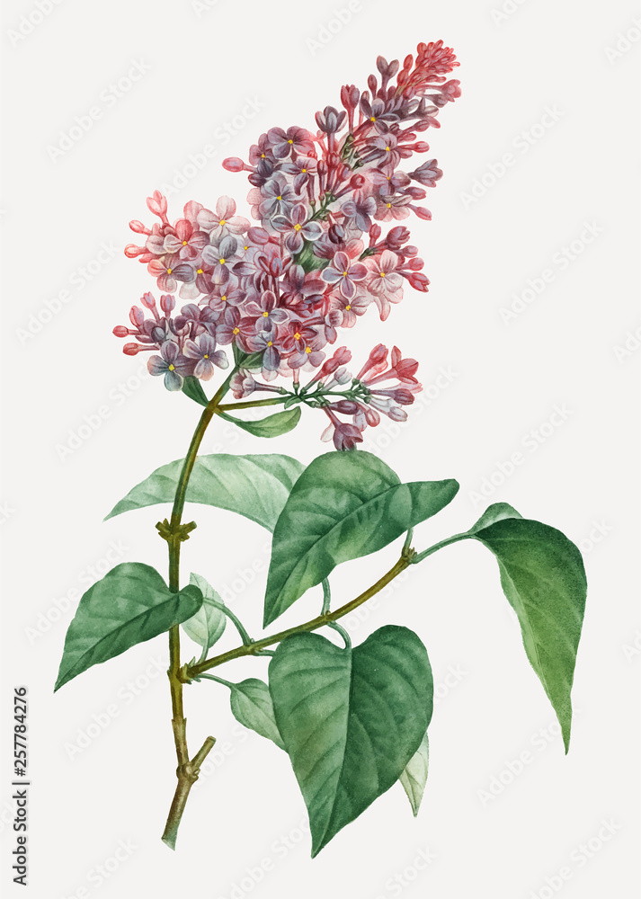 Pink lilac plant