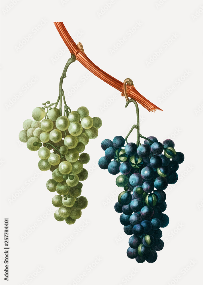 Grape vines