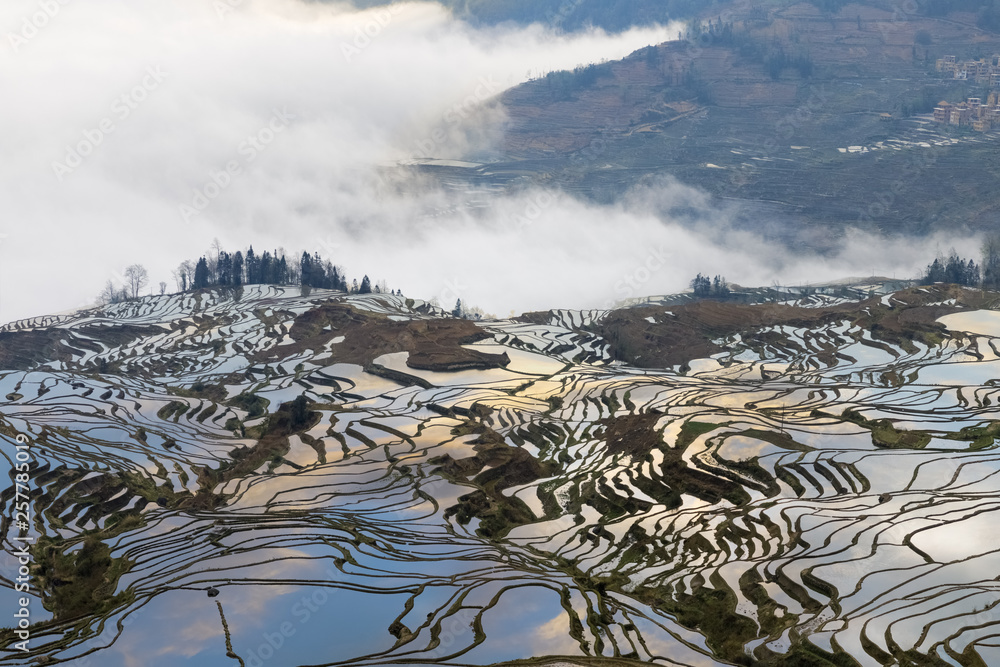 beautiful terraced field landscape at dusk