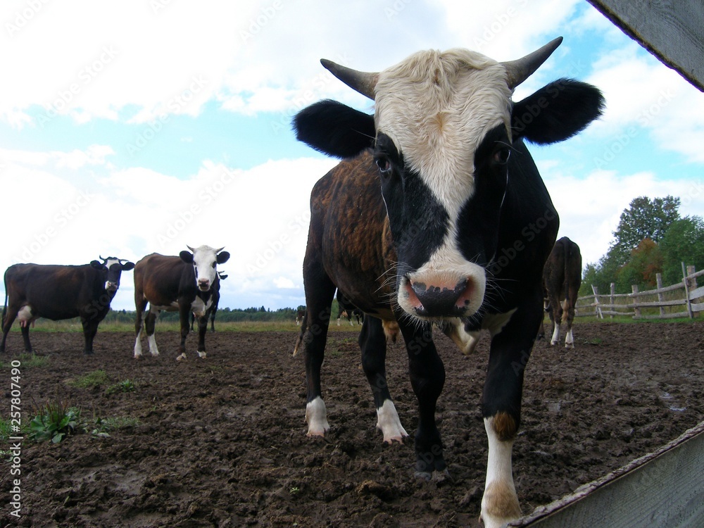 Young bull-calf on the pasture