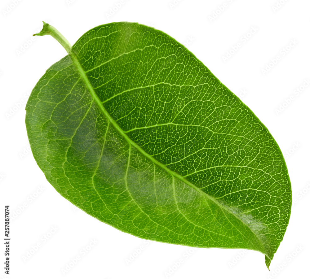 Pears leaves isolated on white