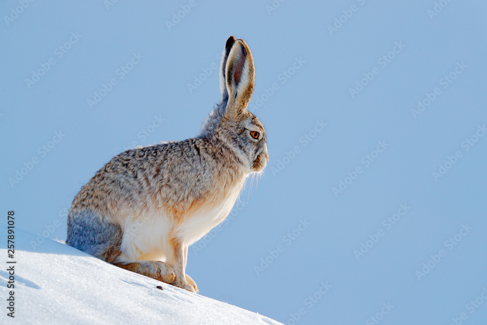 长毛兔，Lepus oiostolus，在自然栖息地，冬季有雪。来自He的长毛兔