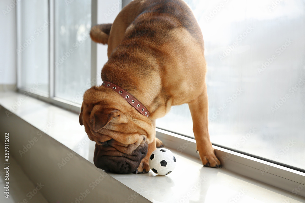 Cute funny dog with ball on window sill