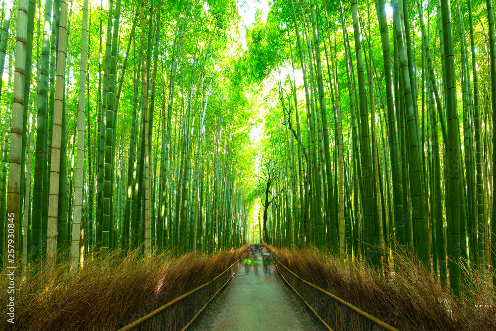 日本京都附近荒山的竹林