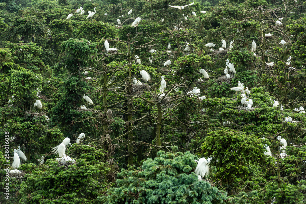 大白鹭（Ardea alba）/大白鹭/白鹭/大白鹭/大型白鹭/普通白鹭