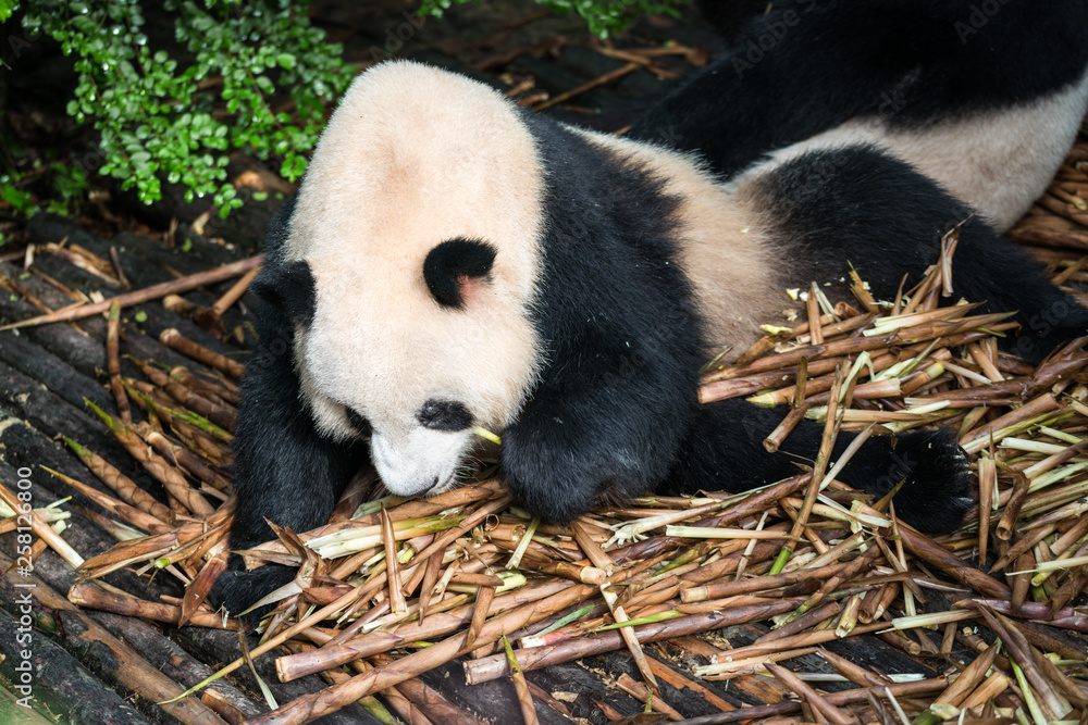 Giant panda (Ailuropoda melanoleuca) eating bamboo in Chengdu, Sichuan, China