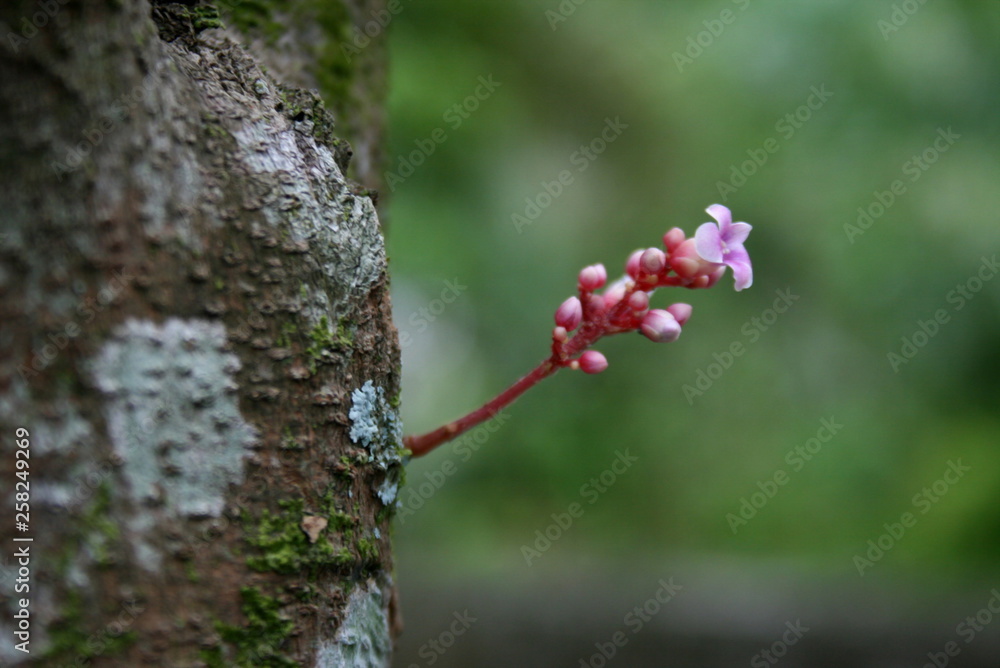 粉色花朵森林柔和模糊的美丽自然