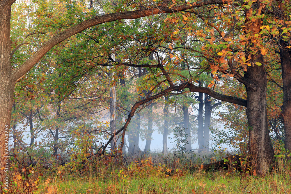 Autumn sunrise in the grove on the riverbank