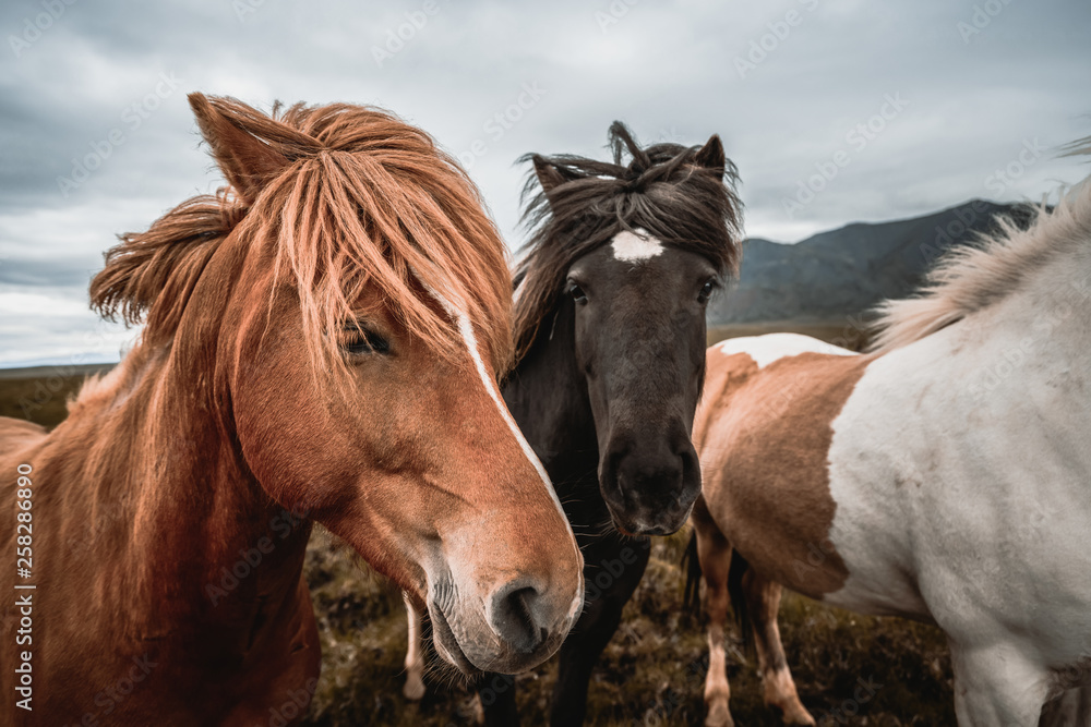 Icelandic horse in the field of scenic nature landscape of Iceland. The Icelandic horse is a breed o