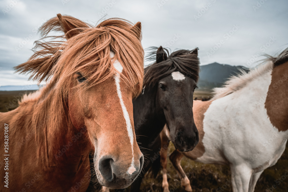 Icelandic horse in the field of scenic nature landscape of Iceland. The Icelandic horse is a breed o