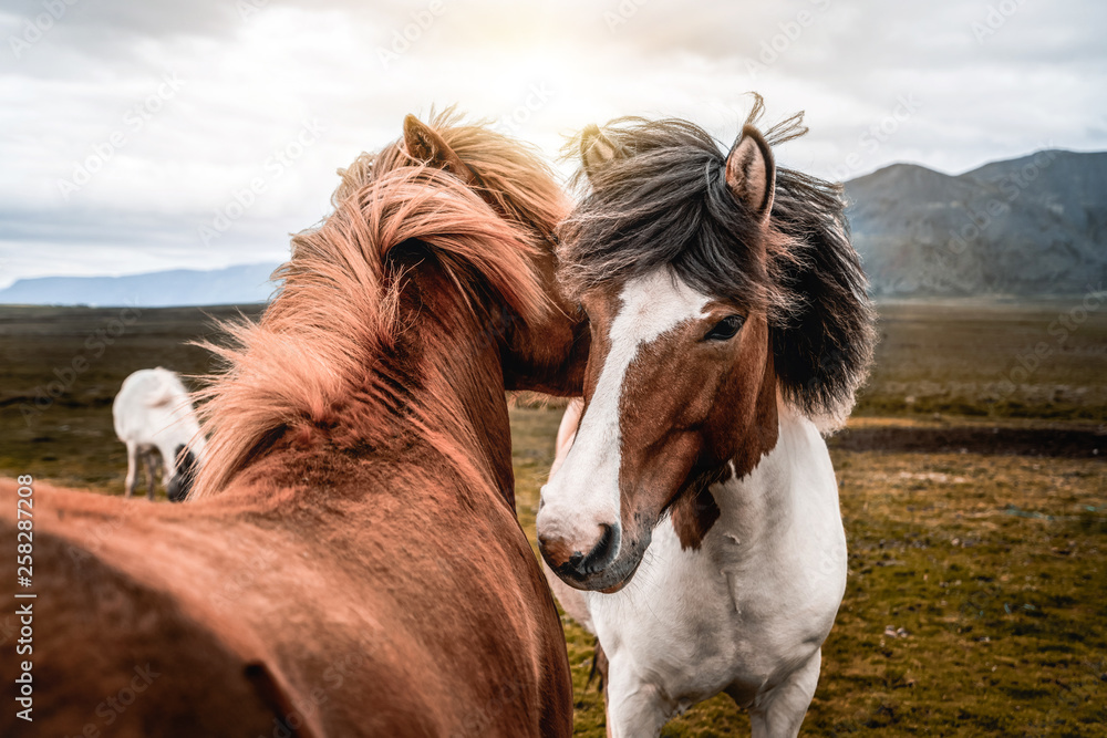 Icelandic horse in the field of scenic nature landscape of Iceland. The Icelandic horse is a breed o