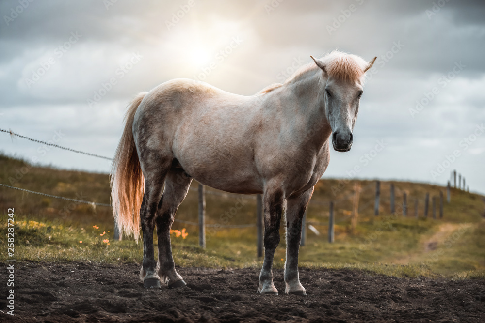 Icelandic horse in the field of scenic nature landscape of Iceland. The Icelandic horse is a breed o