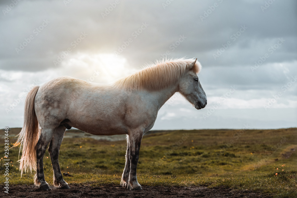 Icelandic horse in the field of scenic nature landscape of Iceland. The Icelandic horse is a breed o