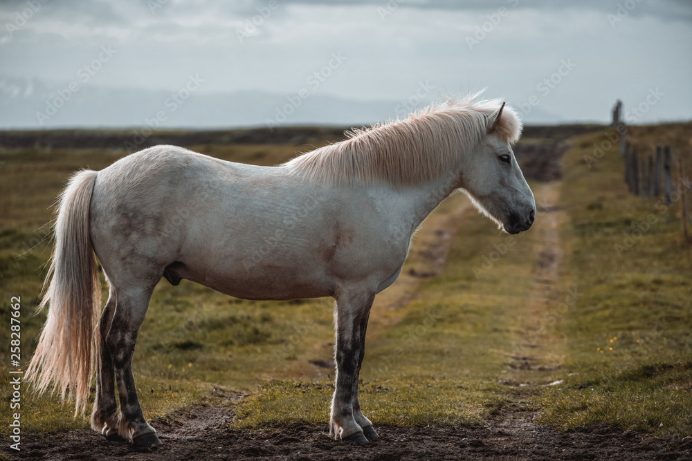 Icelandic horse in the field of scenic nature landscape of Iceland. The Icelandic horse is a breed o