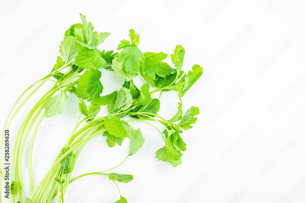 Fresh motherwort seedlings on white background