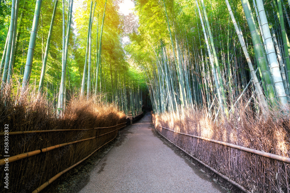 Arashiyama Bamboo Forest famous place in Kyoto Japan. - The Arashiyama Bamboo Grove is one of Kyoto’