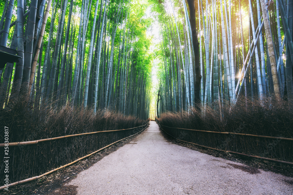 Arashiyama Bamboo Forest famous place in Kyoto Japan. - The Arashiyama Bamboo Grove is one of Kyoto’