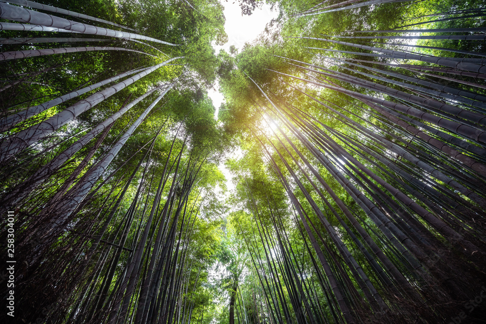 Arashiyama Bamboo Forest famous place in Kyoto Japan. - The Arashiyama Bamboo Grove is one of Kyoto’