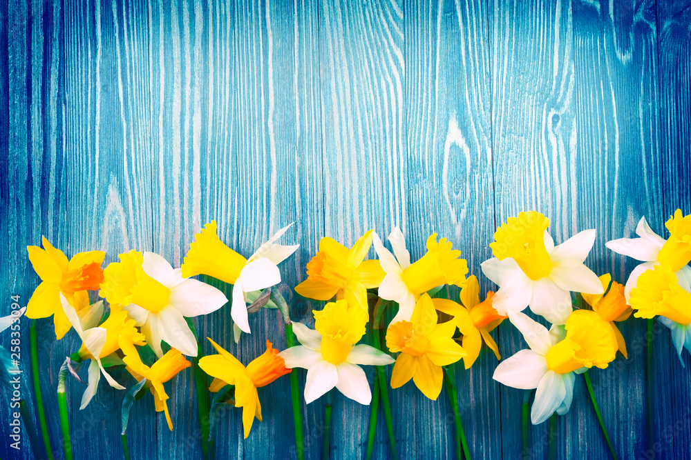 Daffodil flowers on blue wooden background