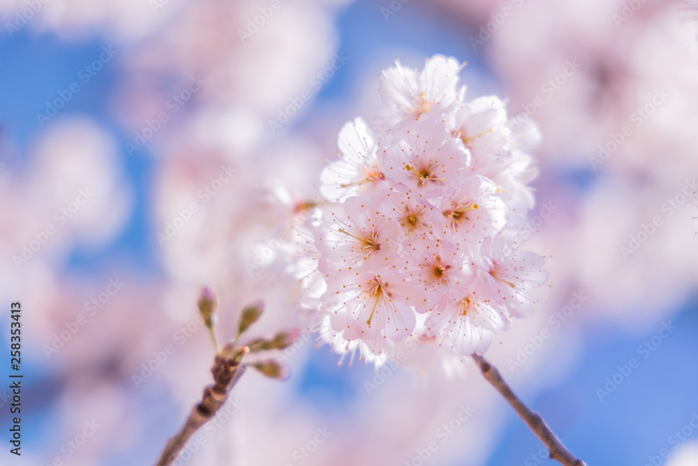 満開の桜の花