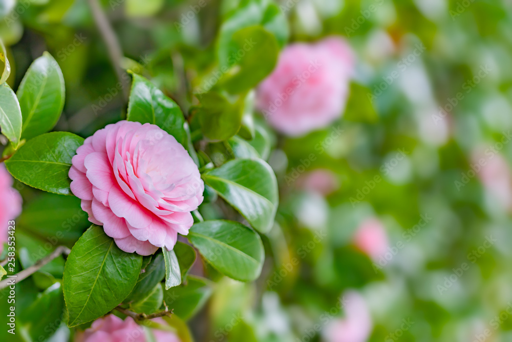 綺麗な椿の花