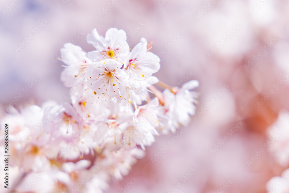 満開の桜の花