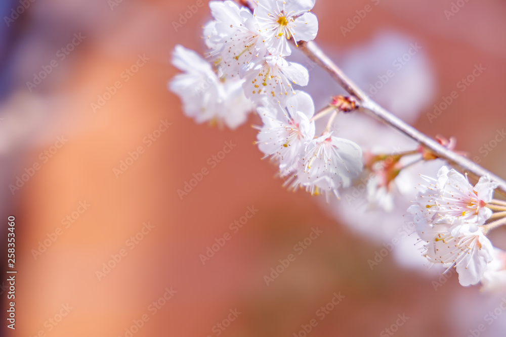 満開の桜の花