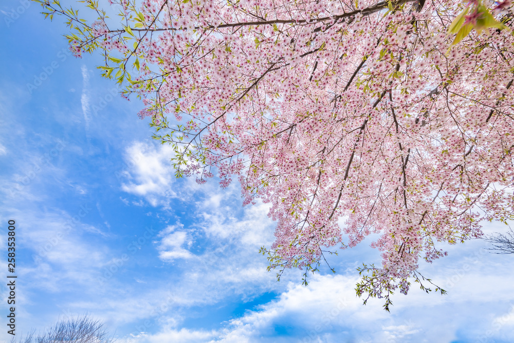 満開の桜の花