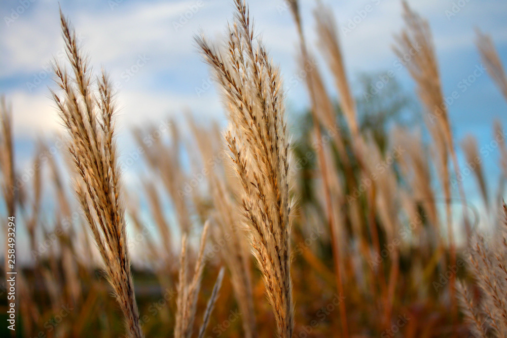  landscape background of golden grass against the blue sky