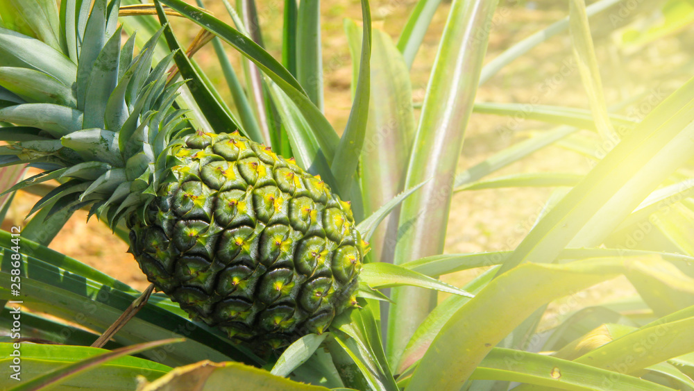 Pine apple growing in field - Tropical fruits agriculture.