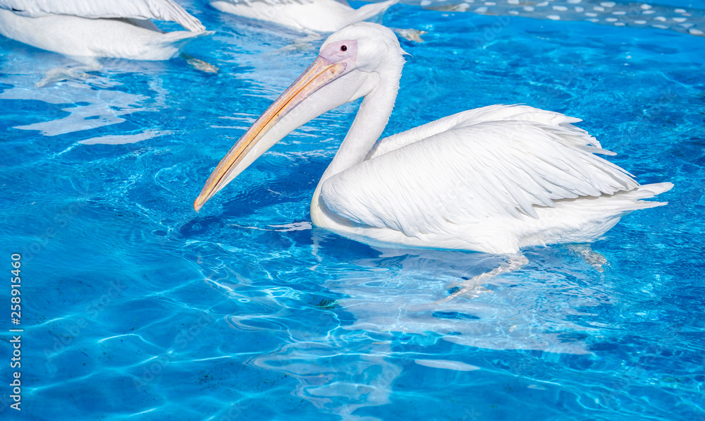 White pelican bird with yellow long beak swims in the water pool, close up