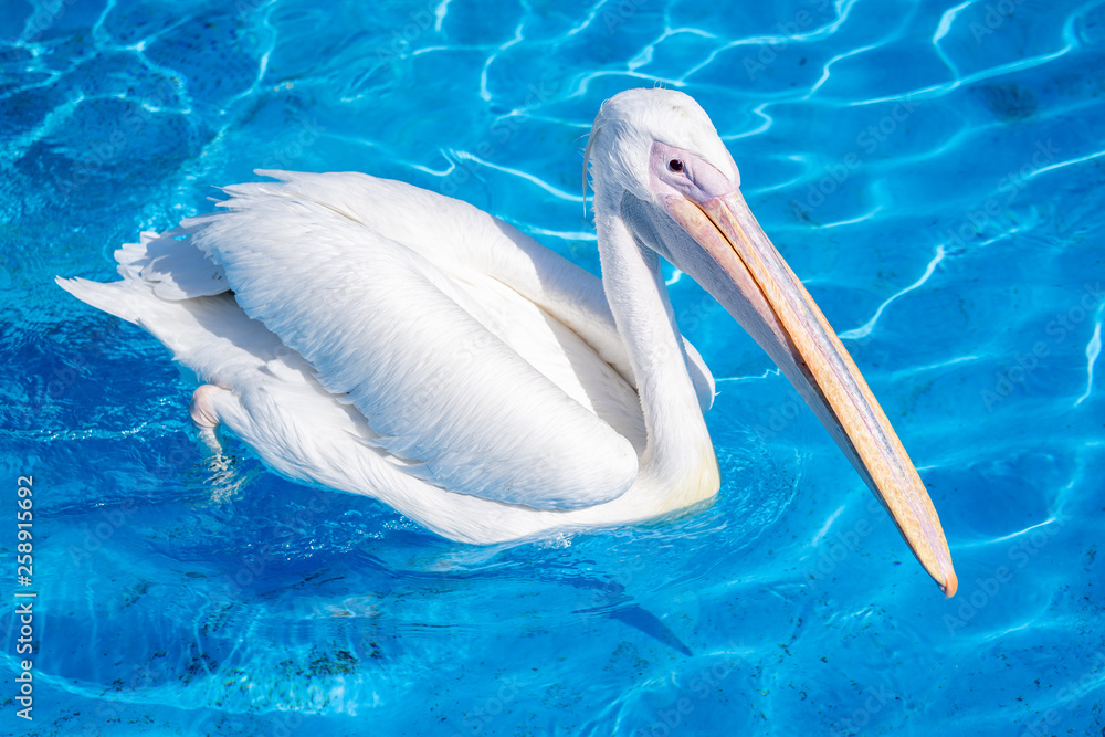 White pelican bird with yellow long beak swims in the water pool, close up