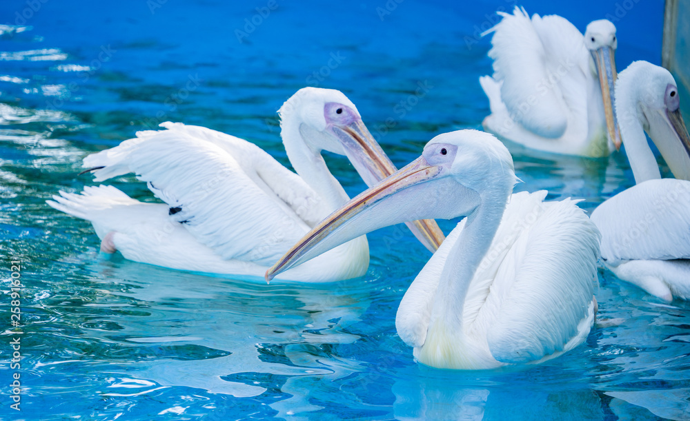 White pelican bird with yellow long beak swims in the water pool, close up