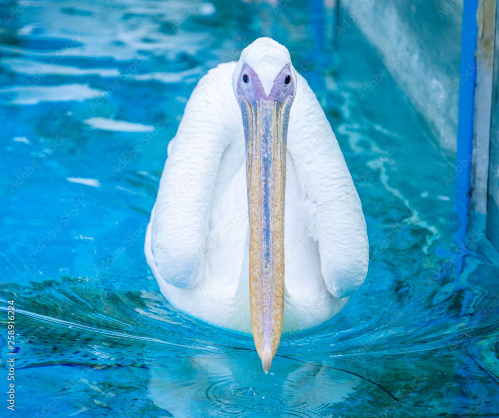 White pelican bird with yellow long beak swims in the water pool, close up