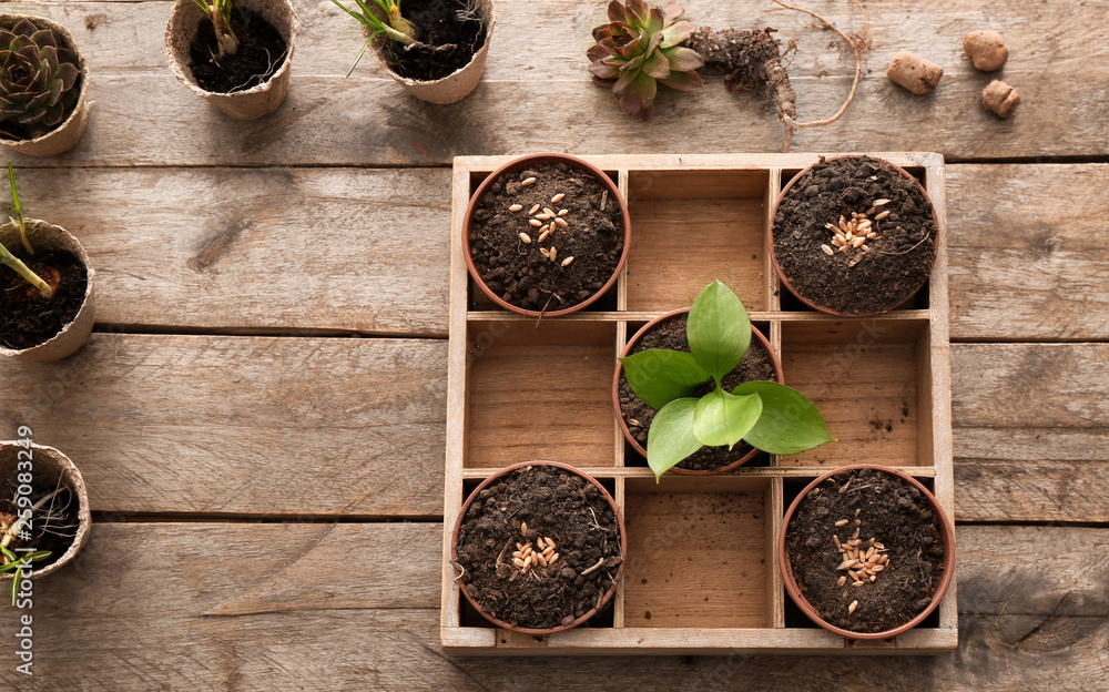 Pots with plants on wooden background