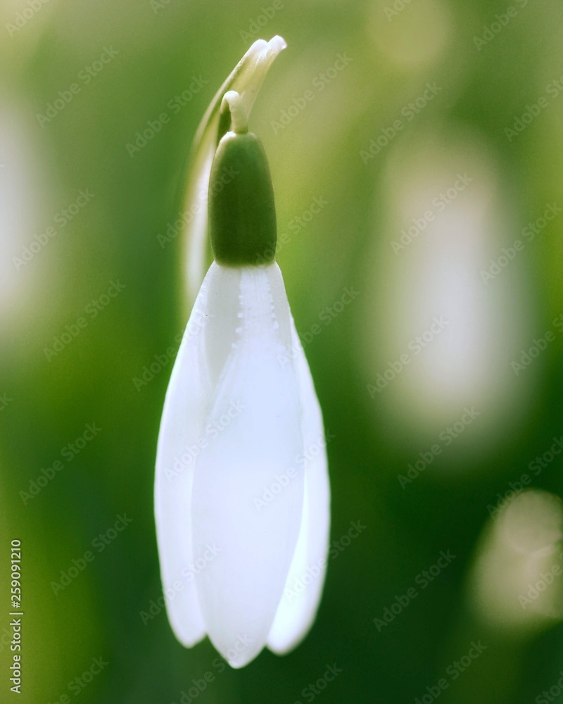 White snowdrop flower macro with bright bokeh and visible depth of field