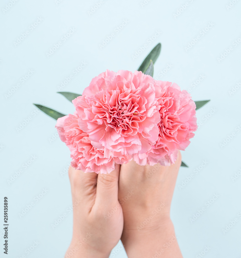 Woman giving bunch of elegance blooming baby pink color tender carnations isolated on pale blue back