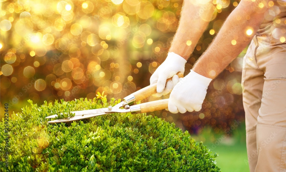 Young man in work uniform cut green tree