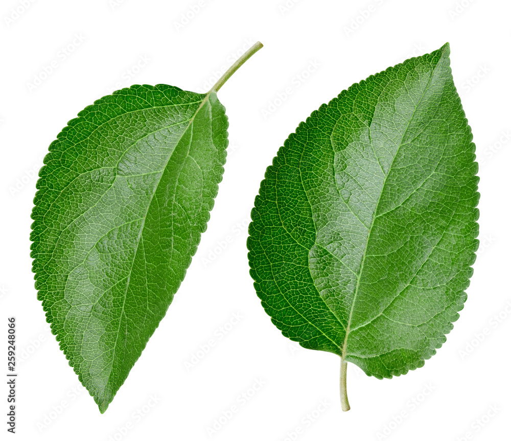 Apple leaf isolated