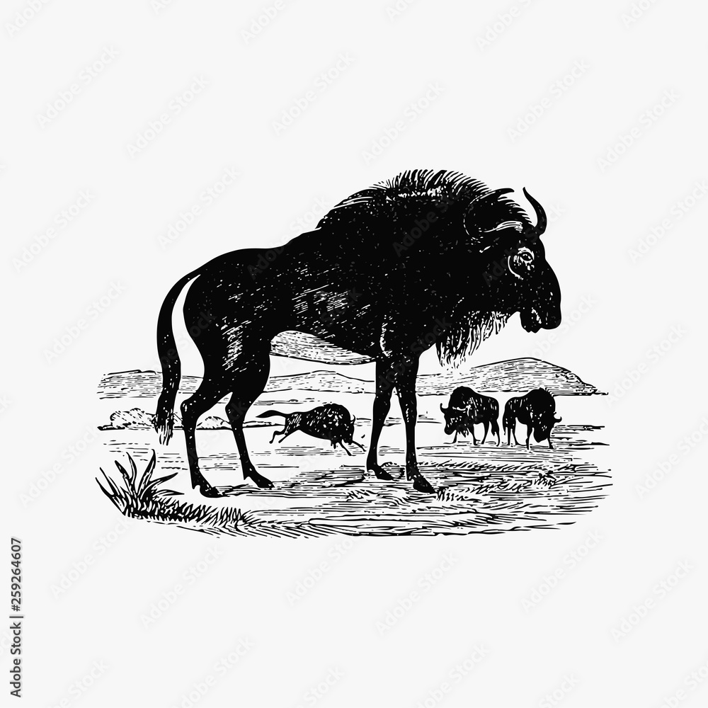 Wildebeest shade drawing