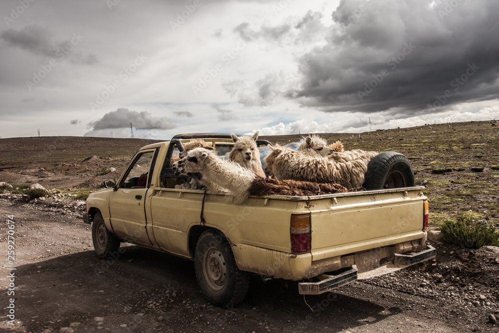 Llamas travel by pickup in the Peruvian Andes